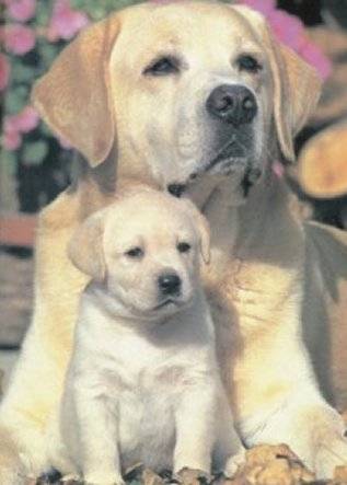 tina - Labrador Retriever (6 ans)