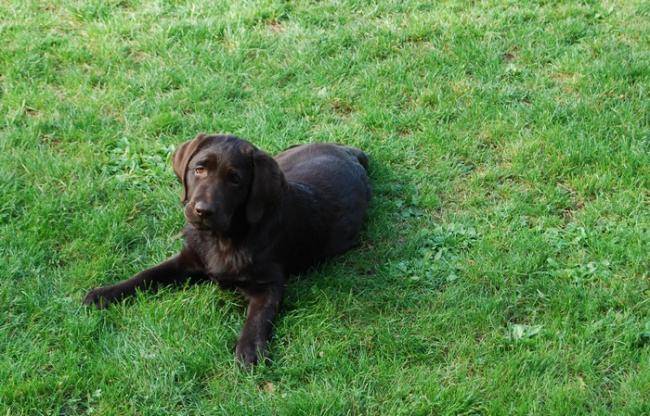 Gaya 3 mois, petite Labrador Chocolat - Labrador Retriever (3 mois)