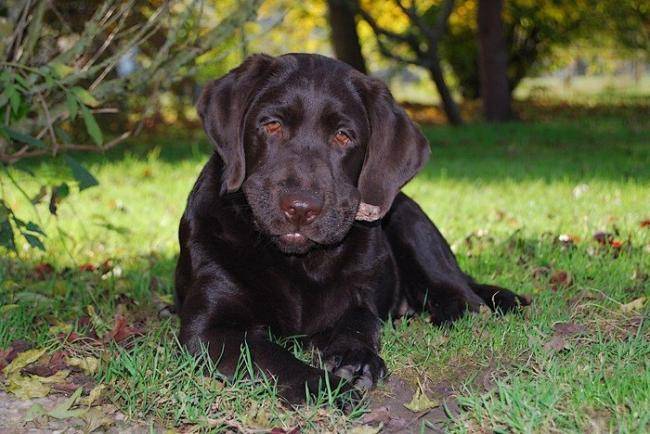 Joli portrait de Gaya, chiot Labrador chocolat - Labrador Retriever