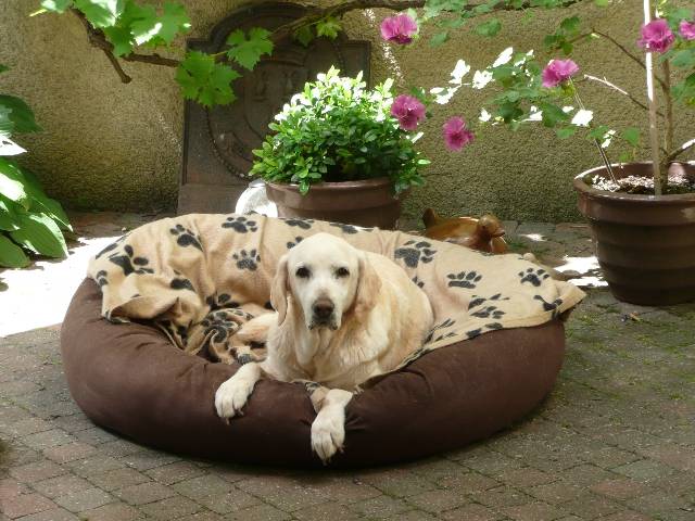 Raz 14 ans Labrador sable - Labrador Retriever (14 ans)