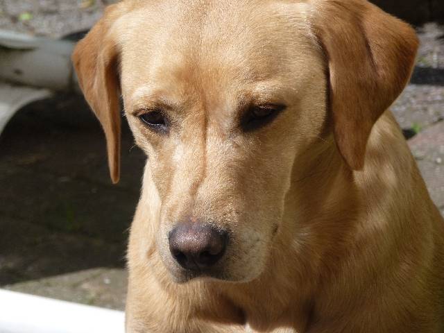 Taxawax mâle Labrador sable de 5 ans - Labrador Retriever (5 ans)