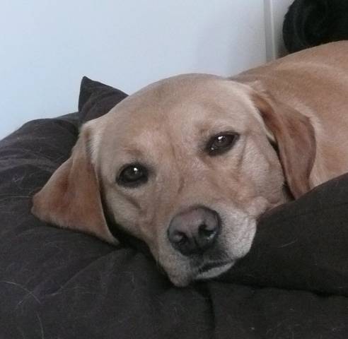 Taxawax mâle 5 ans - Labrador Retriever (5 ans)
