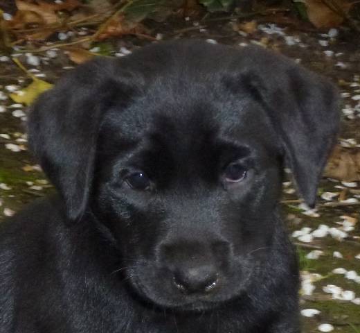 Chiot Labrador né en mars 2012 - Labrador Retriever