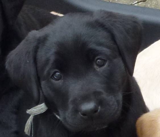 Petite femelle labrador noire née en mars 2012 - Labrador Retriever