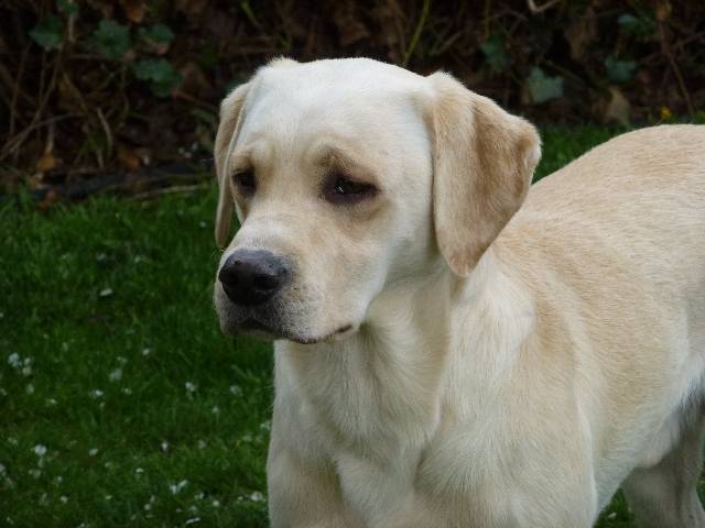 Imaree mâle 3 ans fils de Taxawax et Fig - Labrador Retriever (3 ans)
