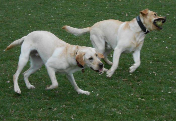 Ulysse futur chien guide - Labrador Retriever