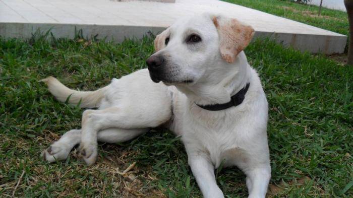 Dior Labrador femelle 1 an - Labrador Retriever