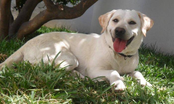 Dior Labrador femelle couleur sable 1 an - Labrador Retriever