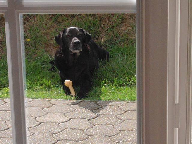 Noah - Labrador Retriever Mâle (14 ans)