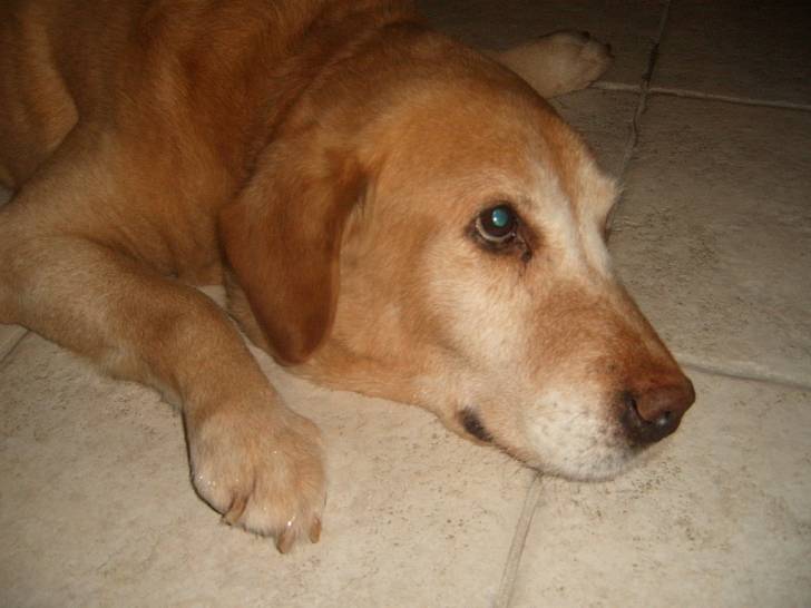 Oscar - Labrador Retriever Mâle (12 ans)