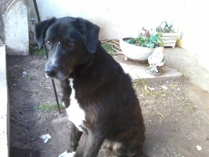 napoleon - Labrador Retriever Mâle (12 ans)