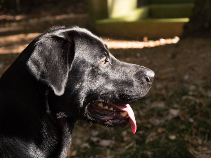 Enzo - Labrador Retriever Mâle (2 ans)