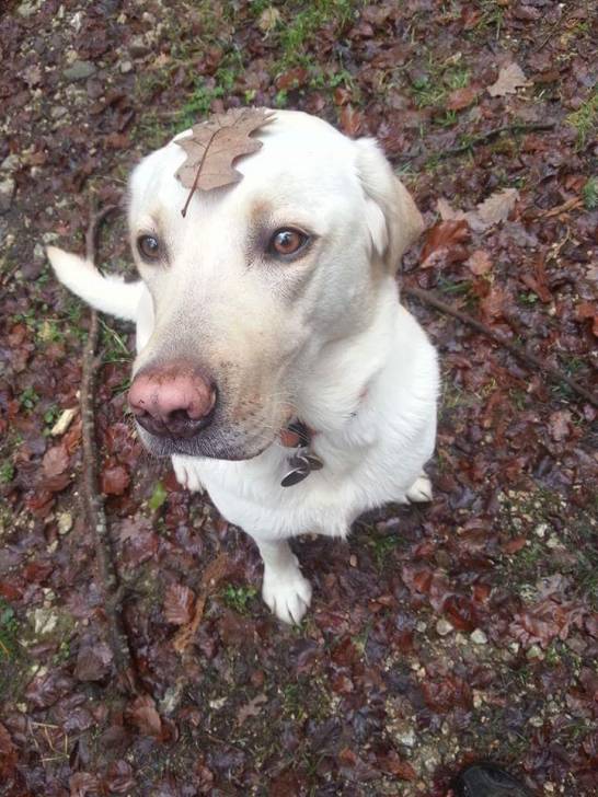 Xeros - Labrador Retriever Mâle