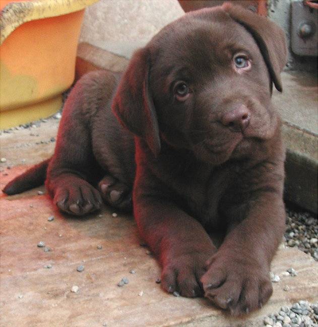 Súltan - Labrador Retriever Mâle (6 mois)