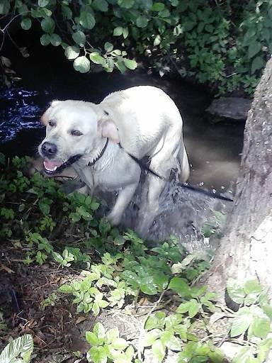 Luna - Labrador Retriever (1 an)