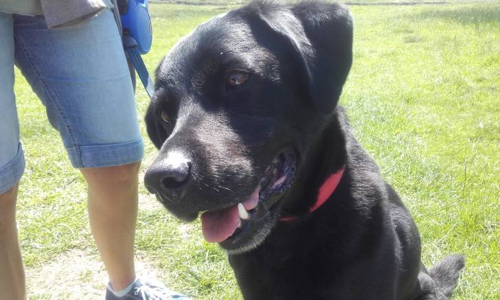 Sam - Labrador Retriever Mâle (6 ans)