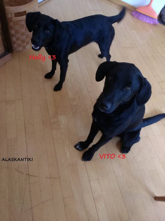 Holly&Vito - Labrador Retriever (2 ans)