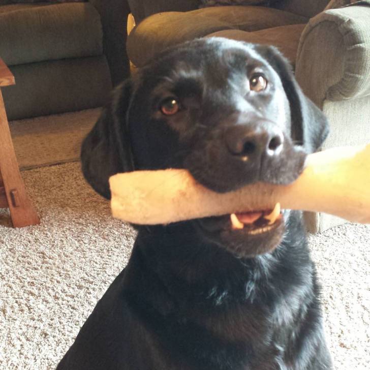 Oliver - Labrador Retriever Mâle (4 ans)