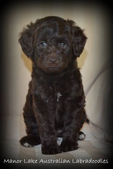 Anna - Labrador Retriever (2 mois)