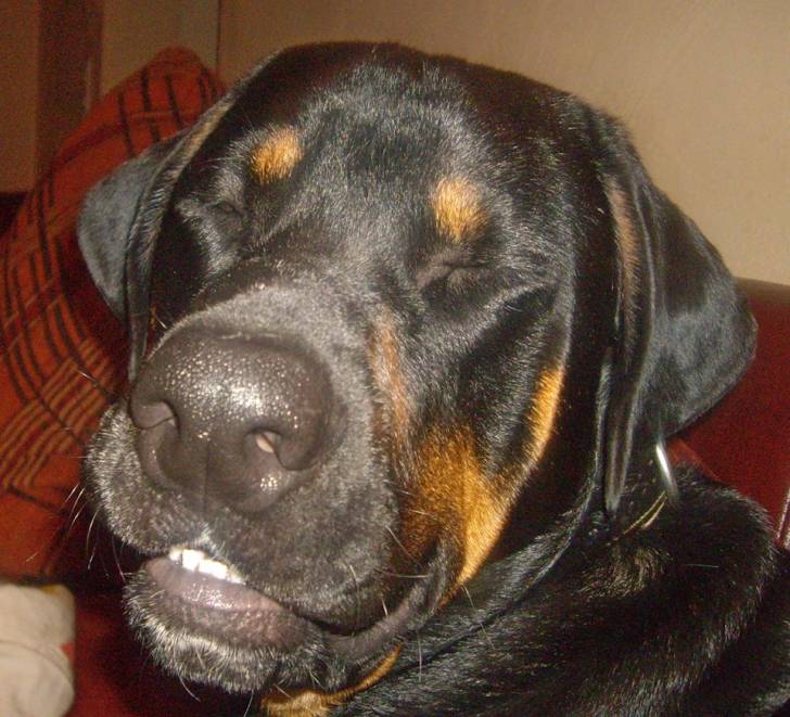josef - Labrador Retriever Mâle (2 mois)