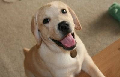 Ron - Labrador Retriever Mâle (7 mois)