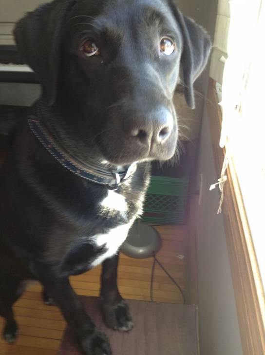 Pebbles - Labrador Retriever (1 an)