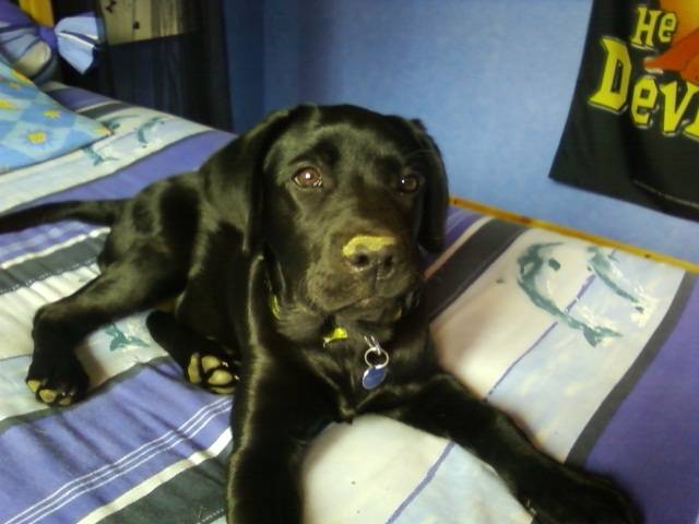 Diabolo - Labrador Retriever Mâle (3 ans)