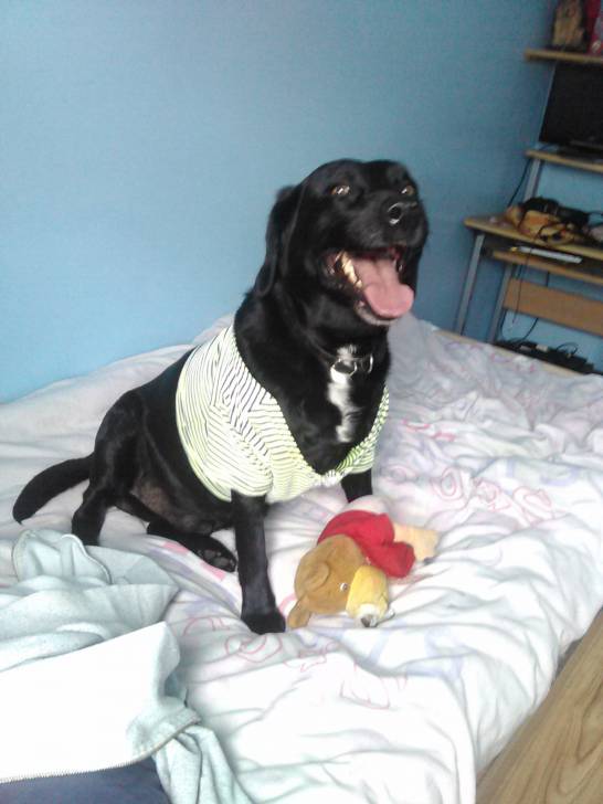 Rambo - Labrador Retriever Mâle