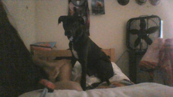 Morgan - Labrador Retriever (9 mois)