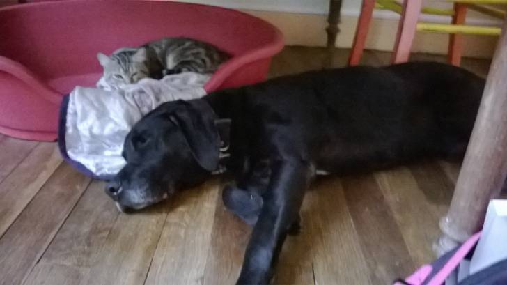 Scoubi Dou - Labrador Retriever Mâle (13 ans)
