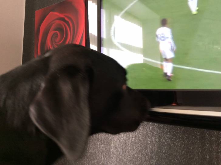 My dog watching tv lol - Labrador Retriever Mâle (1 an)