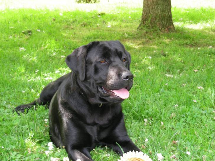 Doly - Labrador Retriever (4 mois)