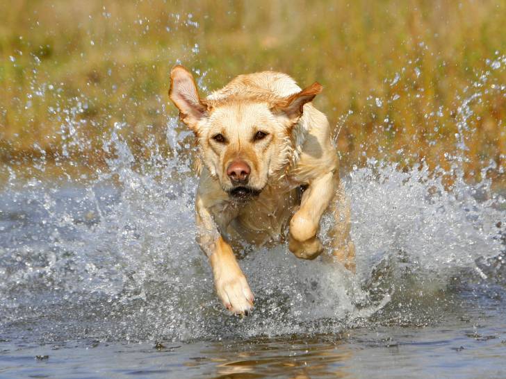 Un Labrador court dans une rivière