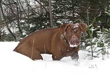 brunette - Labrador Retriever (1 an)