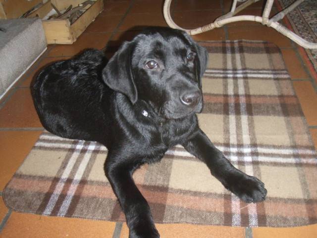 Chopin - Labrador Retriever Mâle (1 mois)