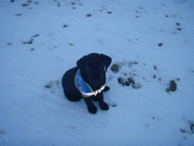 Dusty - Labrador Retriever Mâle (1 mois)