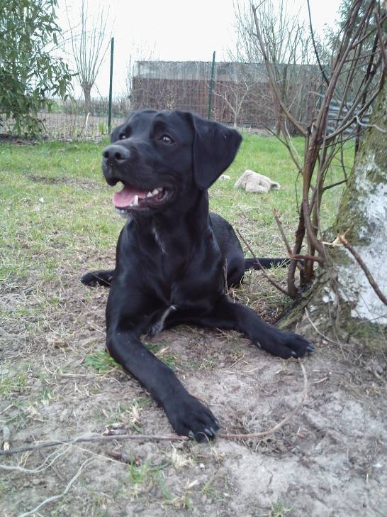 TAZ - Labrador Retriever Mâle (9 mois)