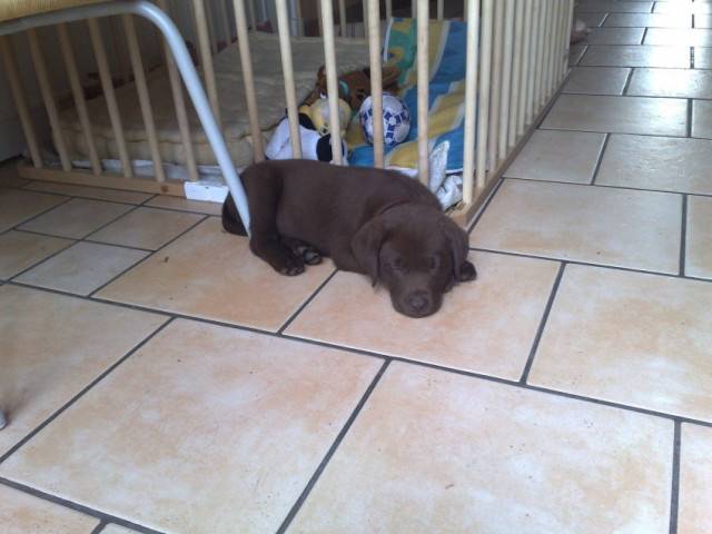 D.J. - Labrador Retriever Mâle (1 mois)