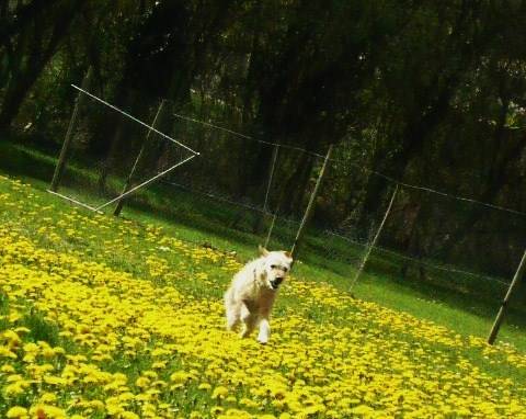 Pateau - Labrador Retriever Mâle (11 ans)