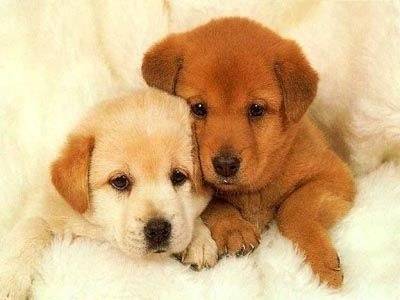 chocolat et vanille - Labrador Retriever Mâle (10 mois)