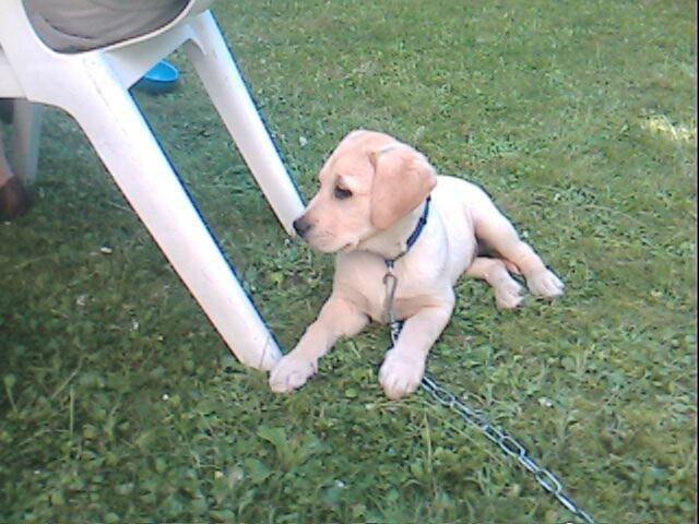 Coco - Labrador Retriever Mâle (3 mois)