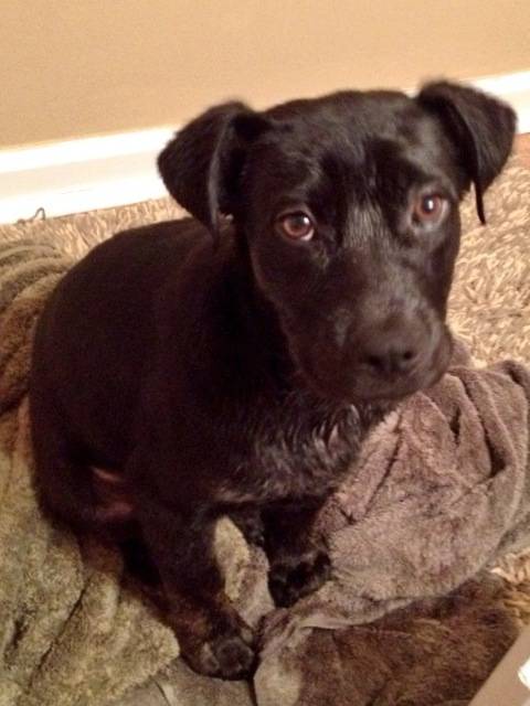 Cara - Labrador Retriever (3 mois)