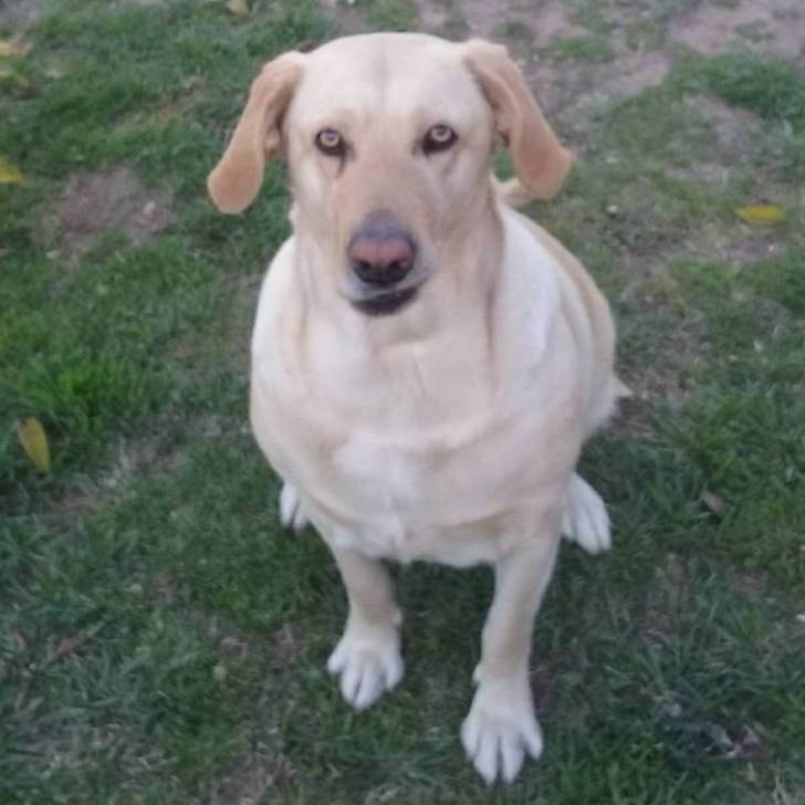 Estrella - Labrador Retriever (8 ans)