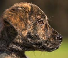 Rousco - Labrador Retriever Mâle (10 mois)