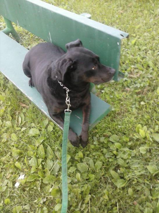 Romy - Labrador Retriever (11 ans)