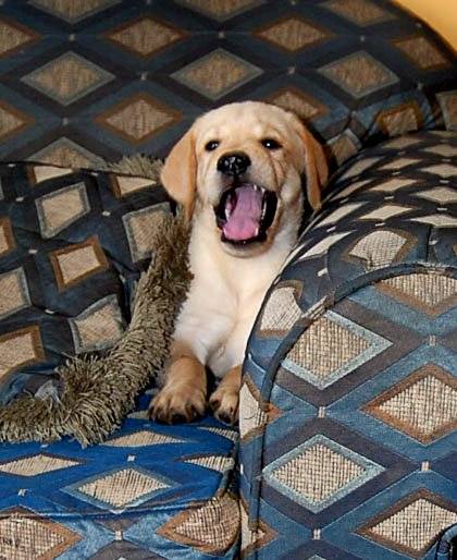 Philippo Feliz - Labrador Retriever Mâle (1 mois)