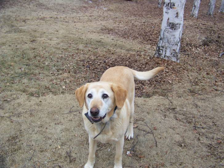 Roxy - Labrador Retriever (7 ans)