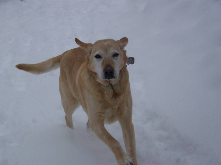 Roxy - Labrador Retriever (7 ans)