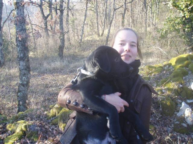 Dusty - Labrador Retriever Mâle (1 mois)
