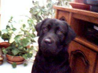 Ayro - Labrador Retriever Mâle (3 mois)